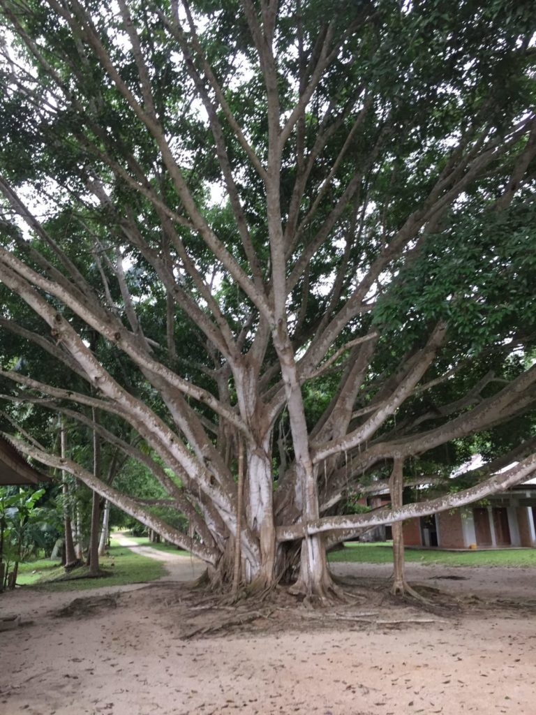 Body tree in meditation retreat